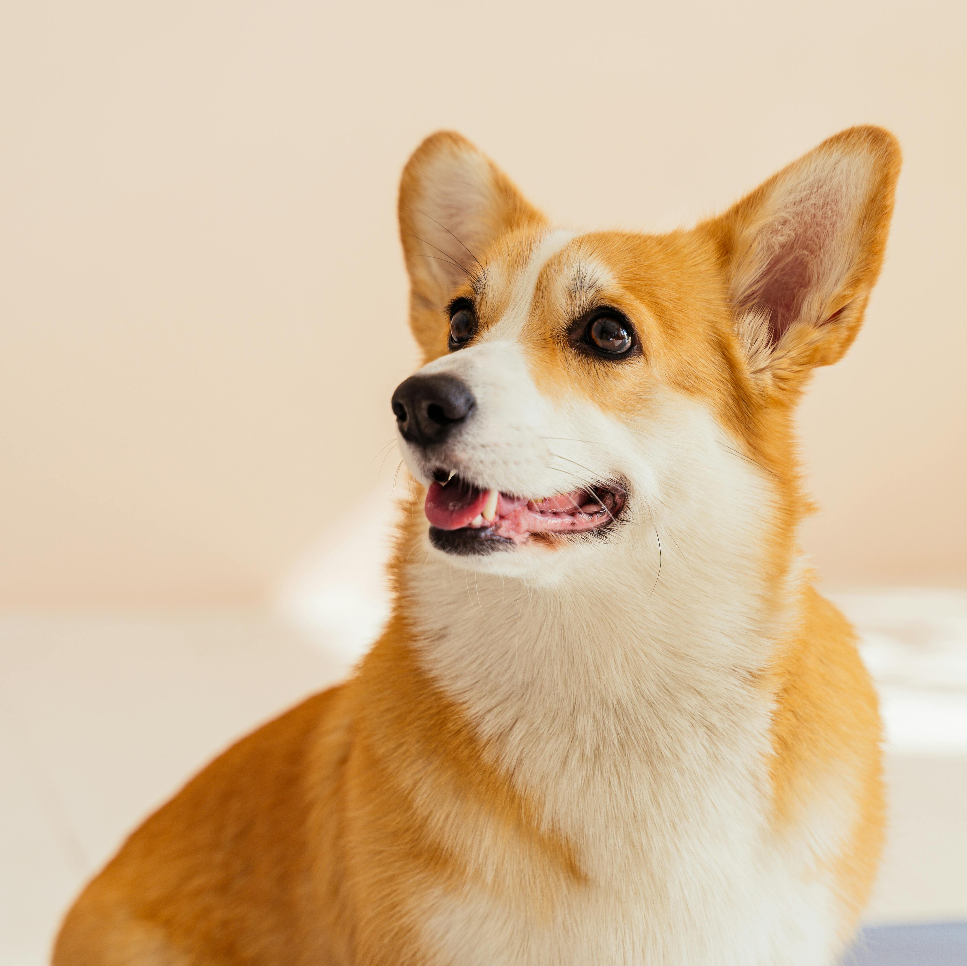 Dog with mouth open in front of orange background